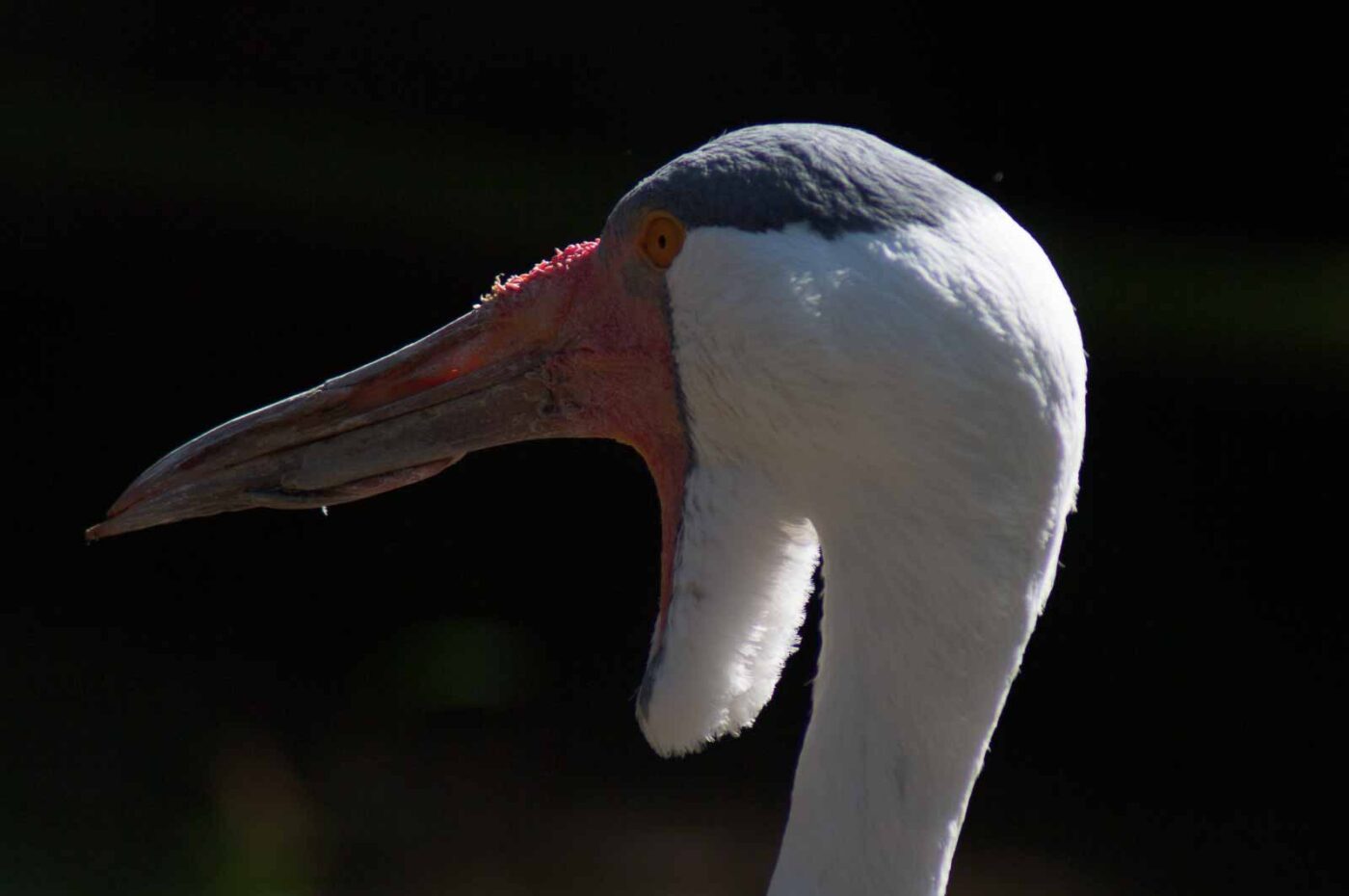 2018-04-19 - Walsrode - Vogelpark