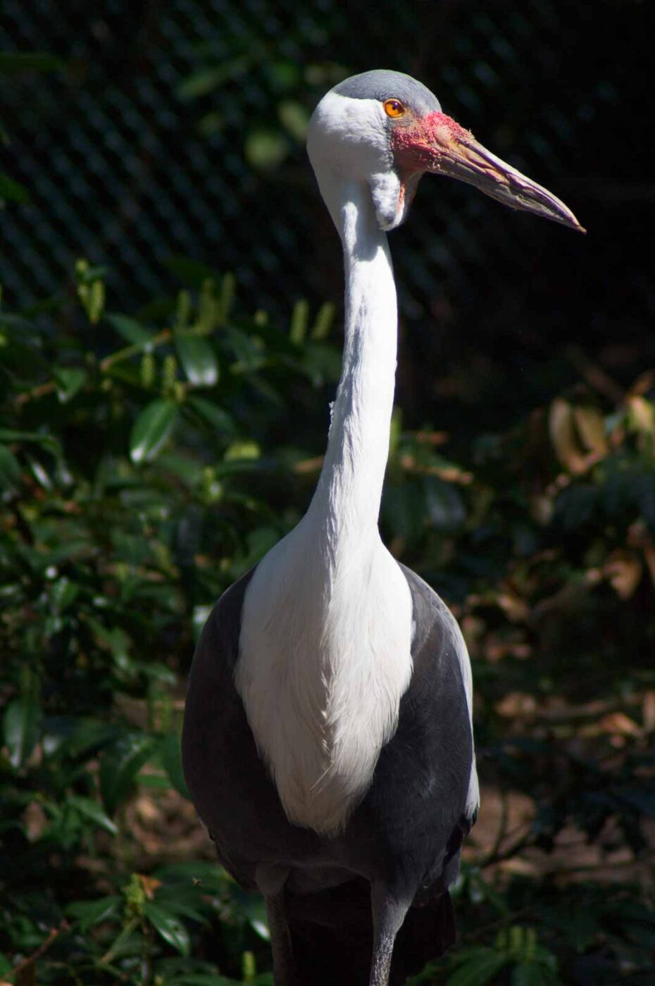 2018-04-19 - Walsrode - Vogelpark