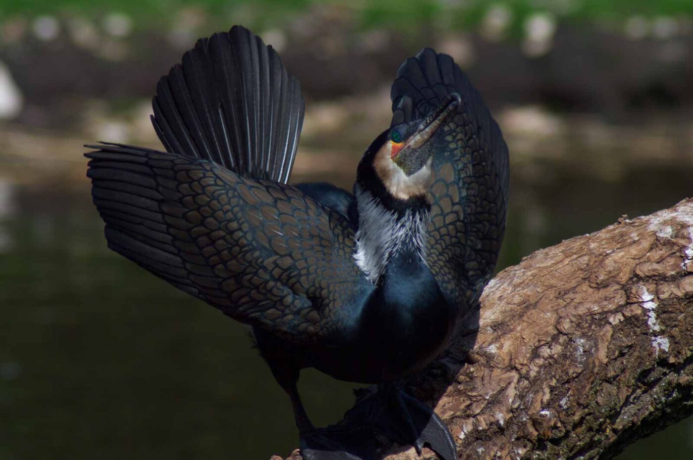 2018-04-19 - Walsrode - Vogelpark