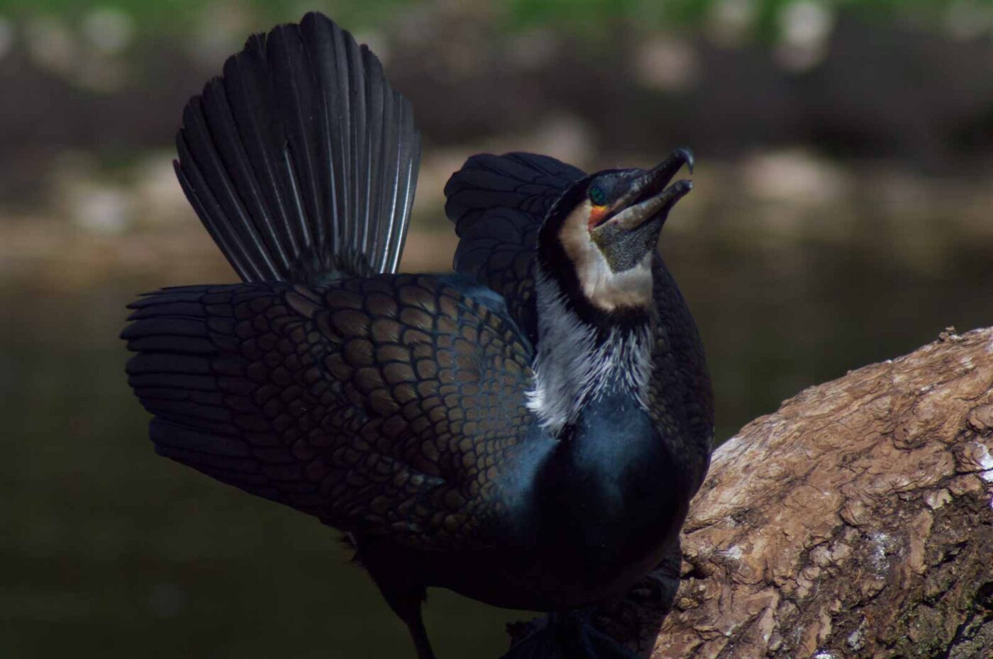 2018-04-19 - Walsrode - Vogelpark