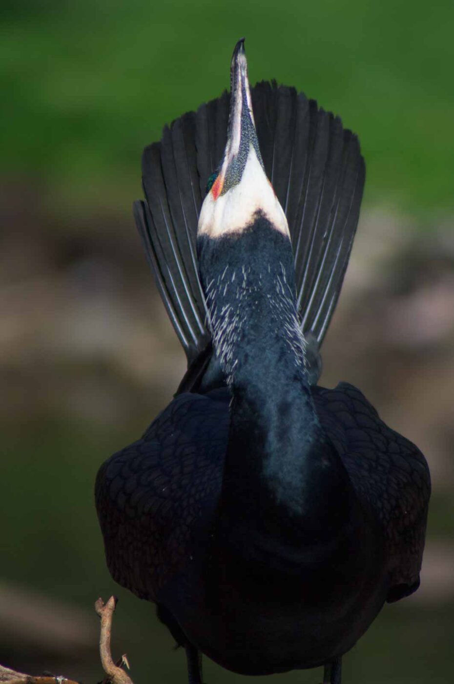 2018-04-19 - Walsrode - Vogelpark