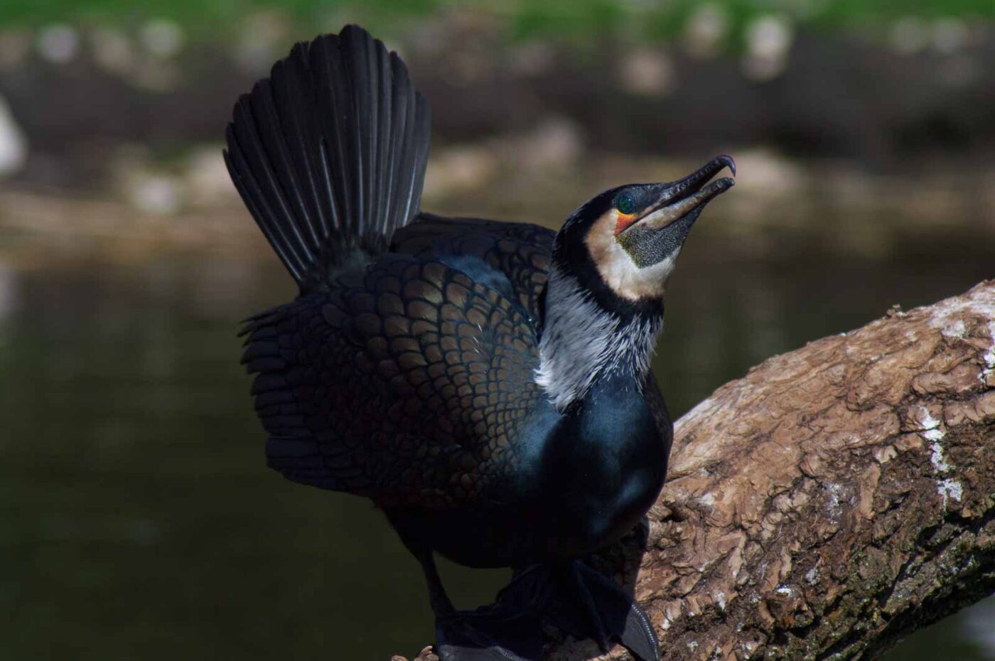 2018-04-19 - Walsrode - Vogelpark