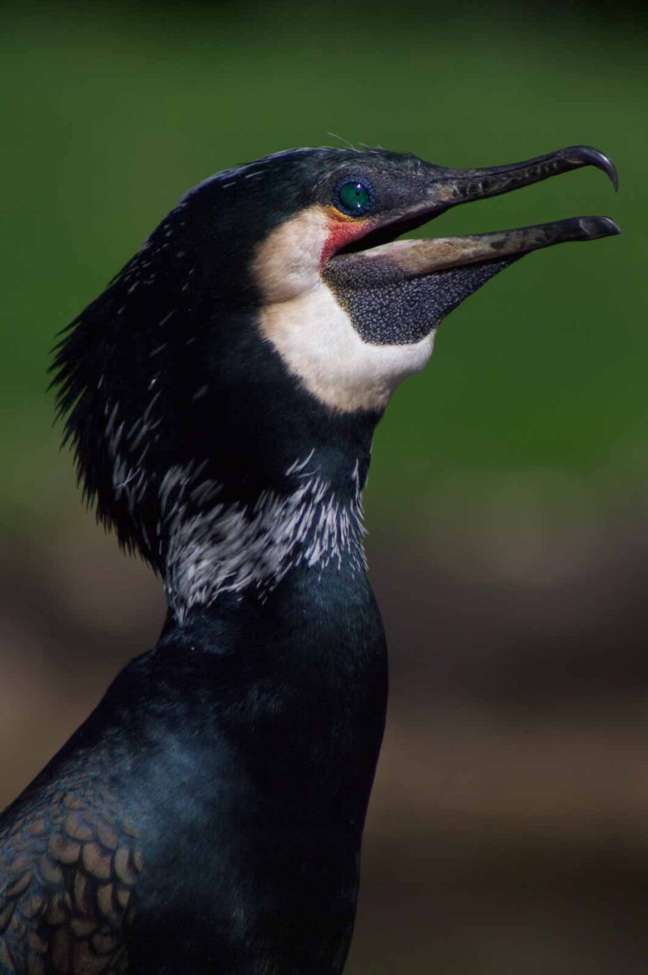 2018-04-19 - Walsrode - Vogelpark