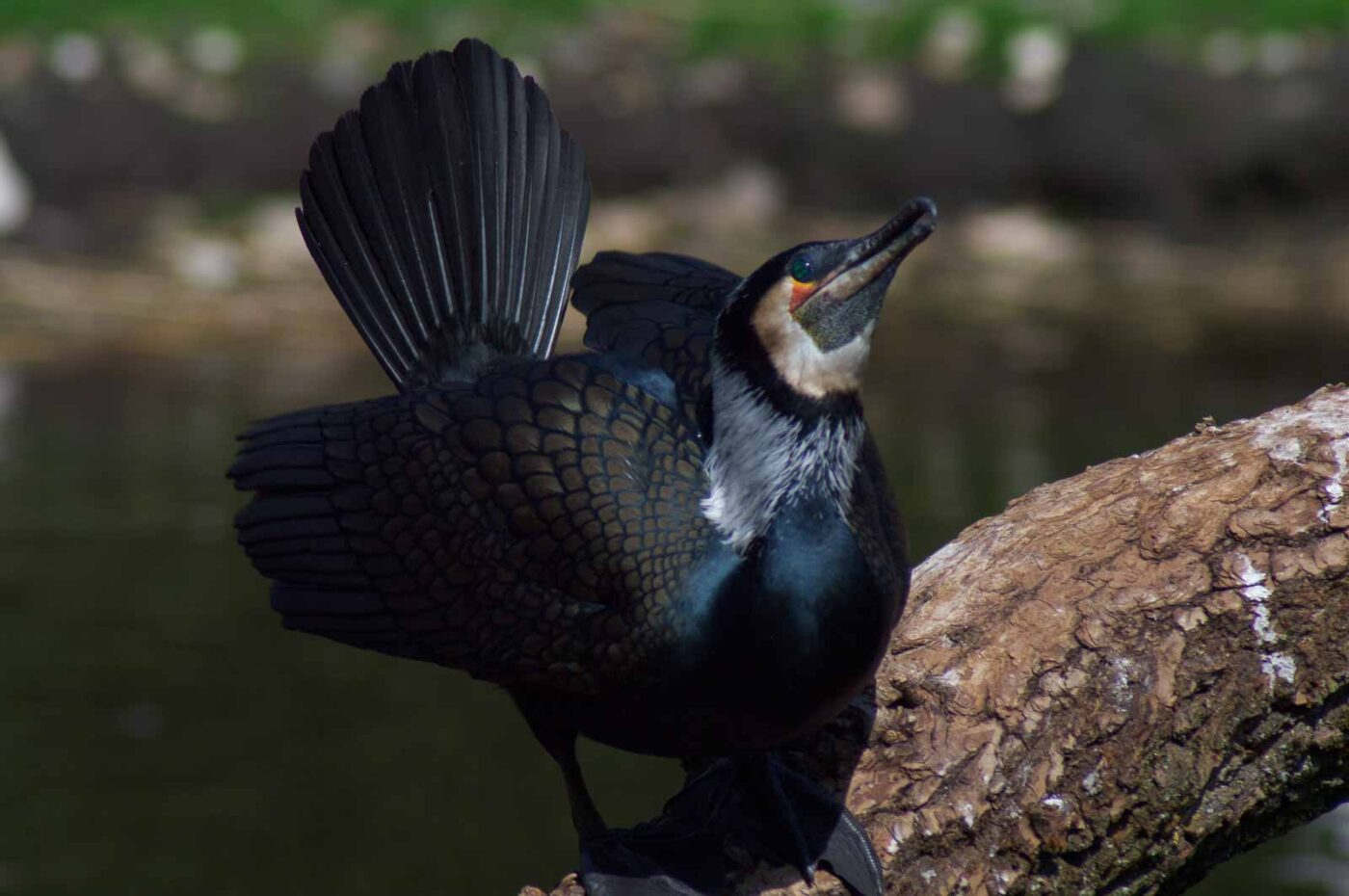 2018-04-19 - Walsrode - Vogelpark