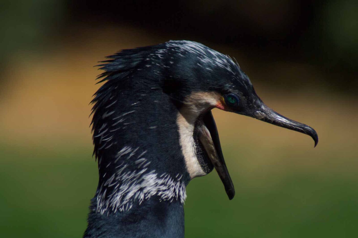 2018-04-19 - Walsrode - Vogelpark
