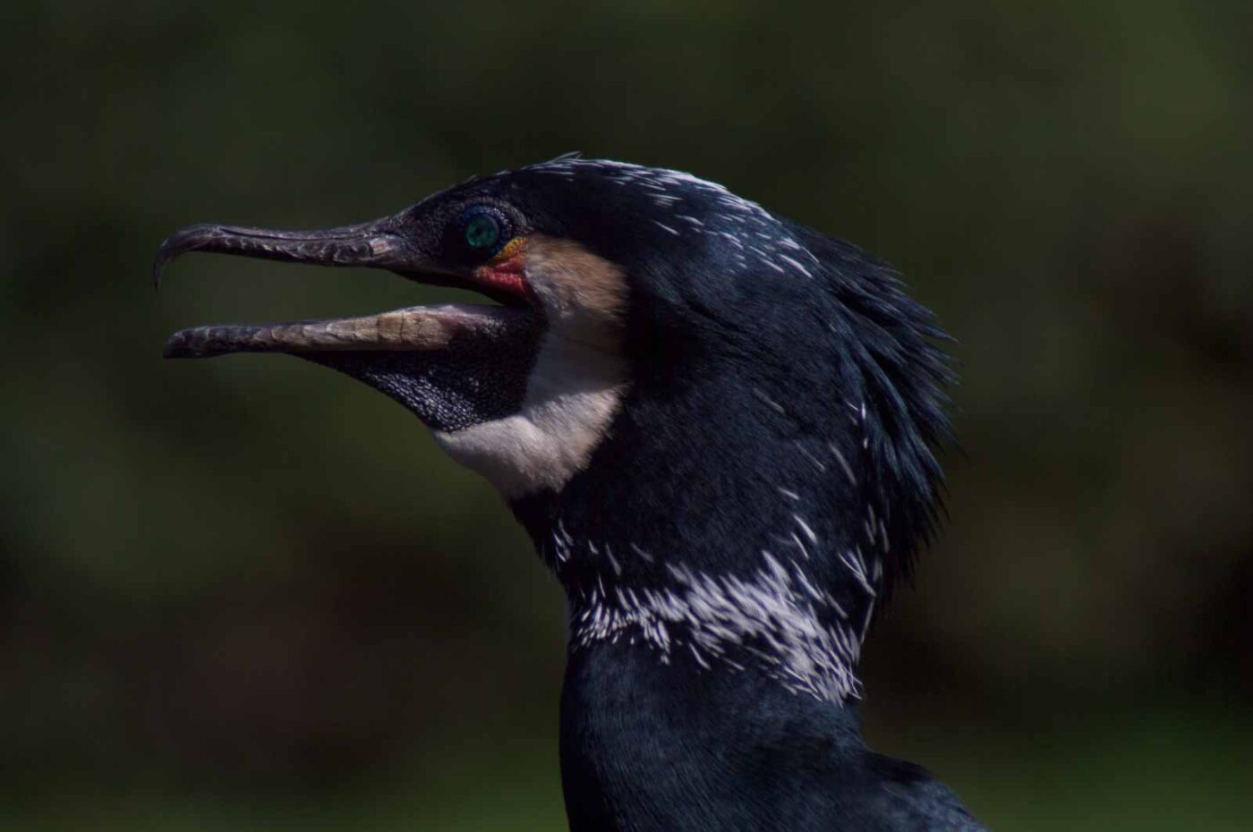 2018-04-19 - Walsrode - Vogelpark