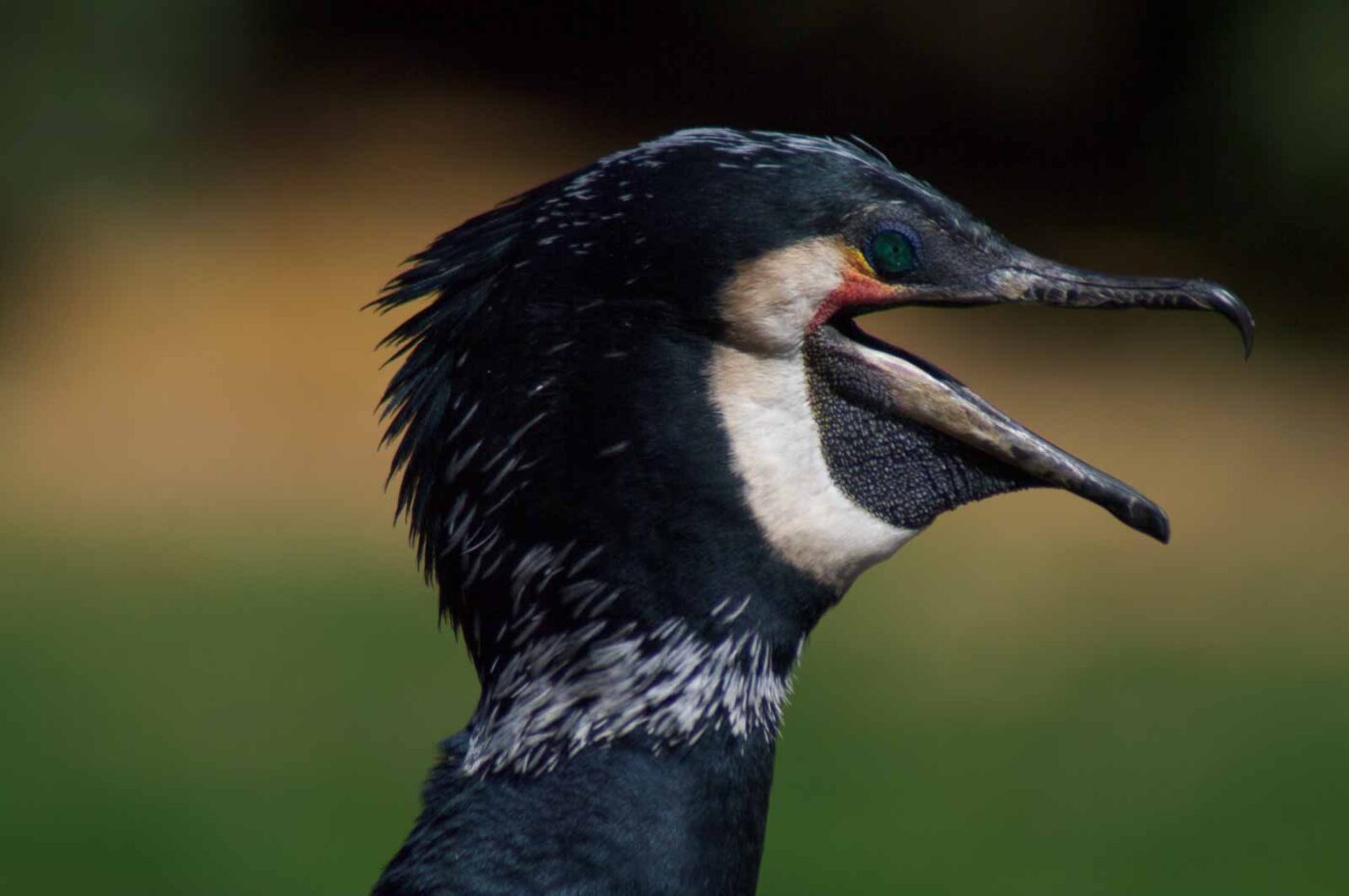 2018-04-19 - Walsrode - Vogelpark