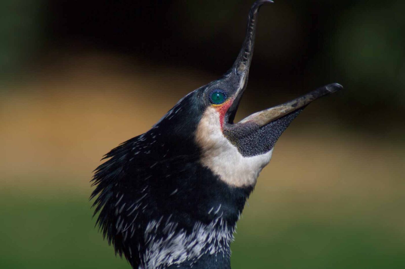 2018-04-19 - Walsrode - Vogelpark