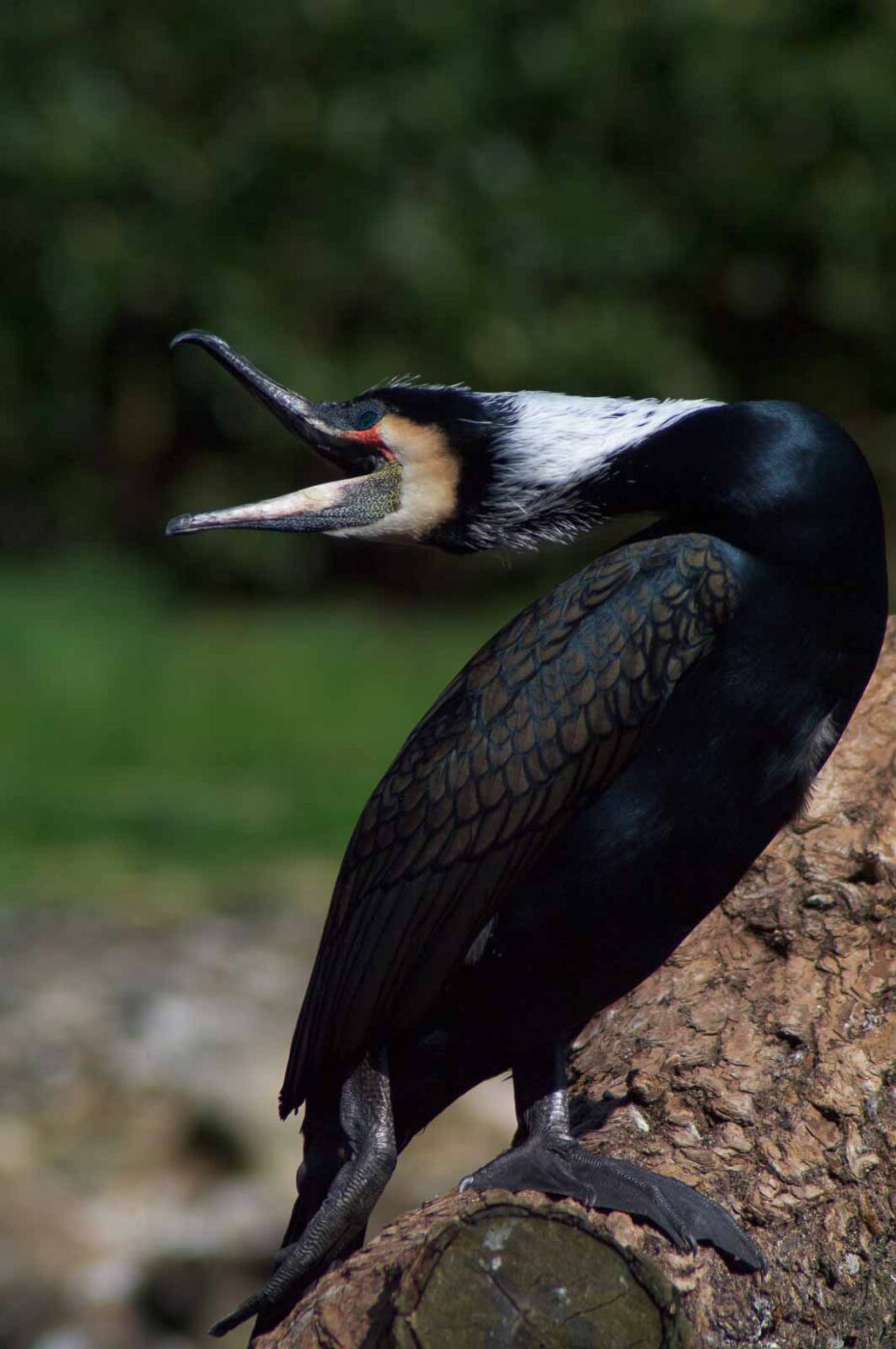 2018-04-19 - Walsrode - Vogelpark