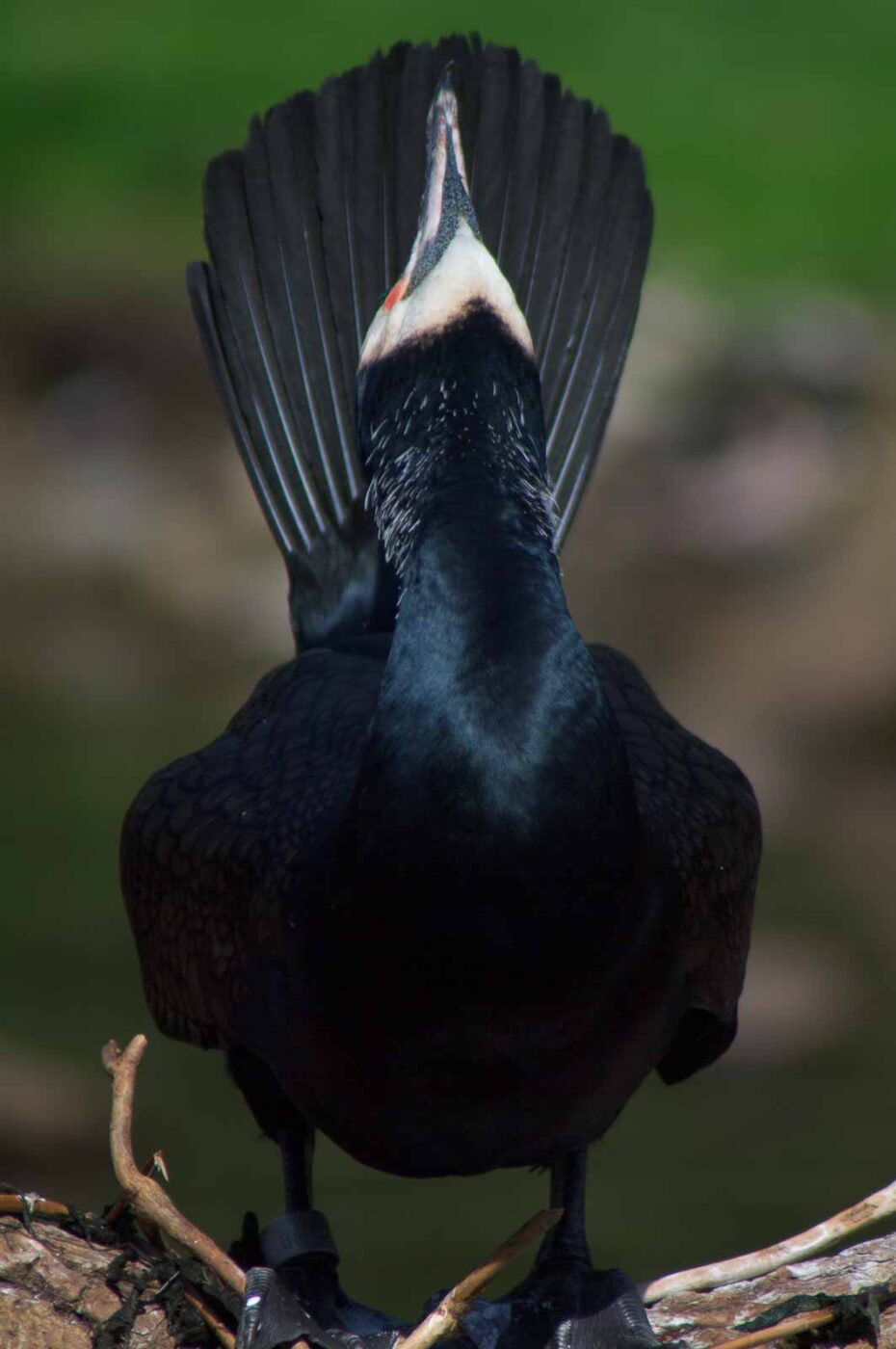 2018-04-19 - Walsrode - Vogelpark