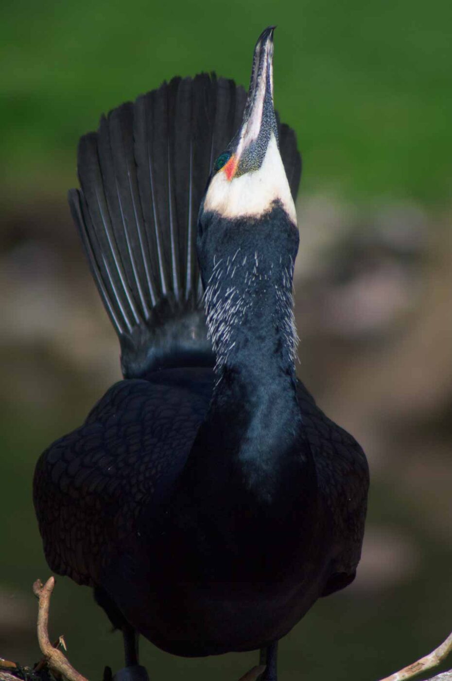 2018-04-19 - Walsrode - Vogelpark