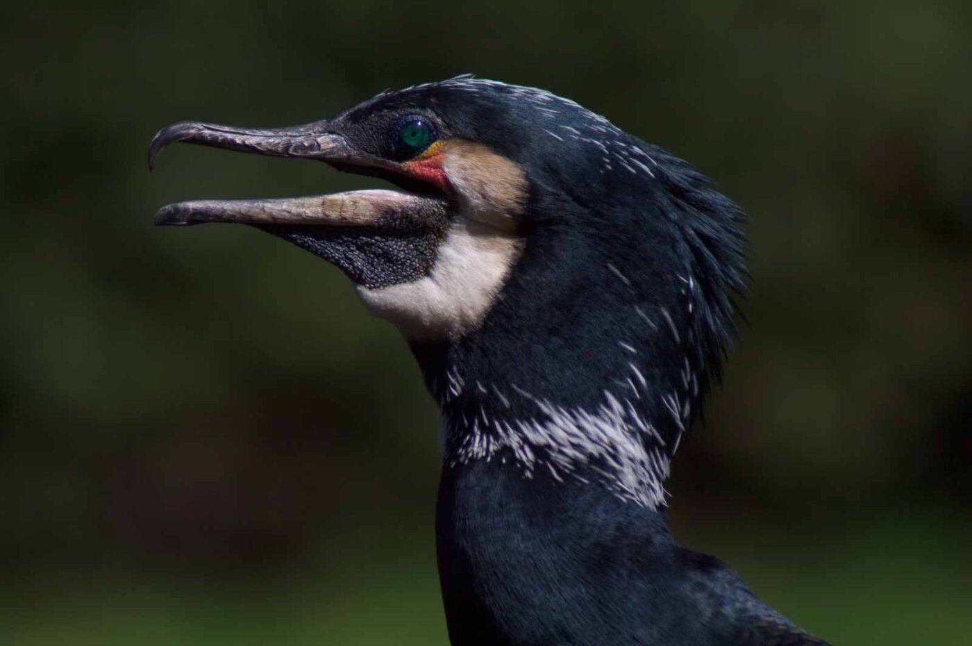 2018-04-19 - Walsrode - Vogelpark