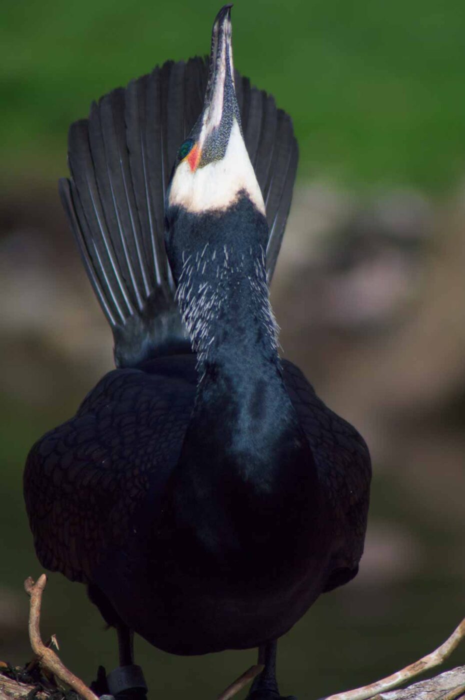 2018-04-19 - Walsrode - Vogelpark