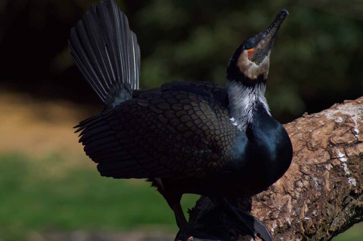 2018-04-19 - Walsrode - Vogelpark
