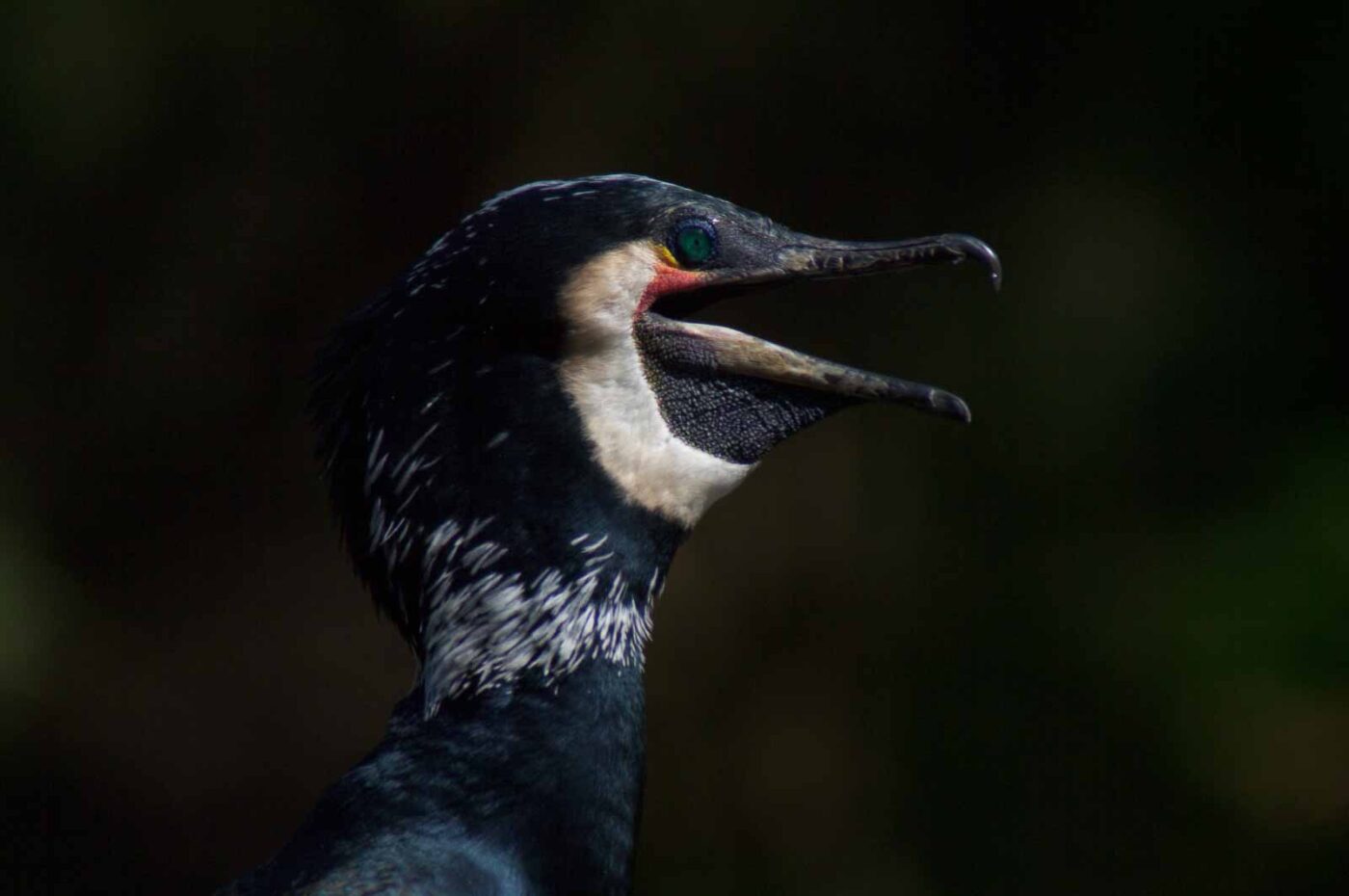 2018-04-19 - Walsrode - Vogelpark