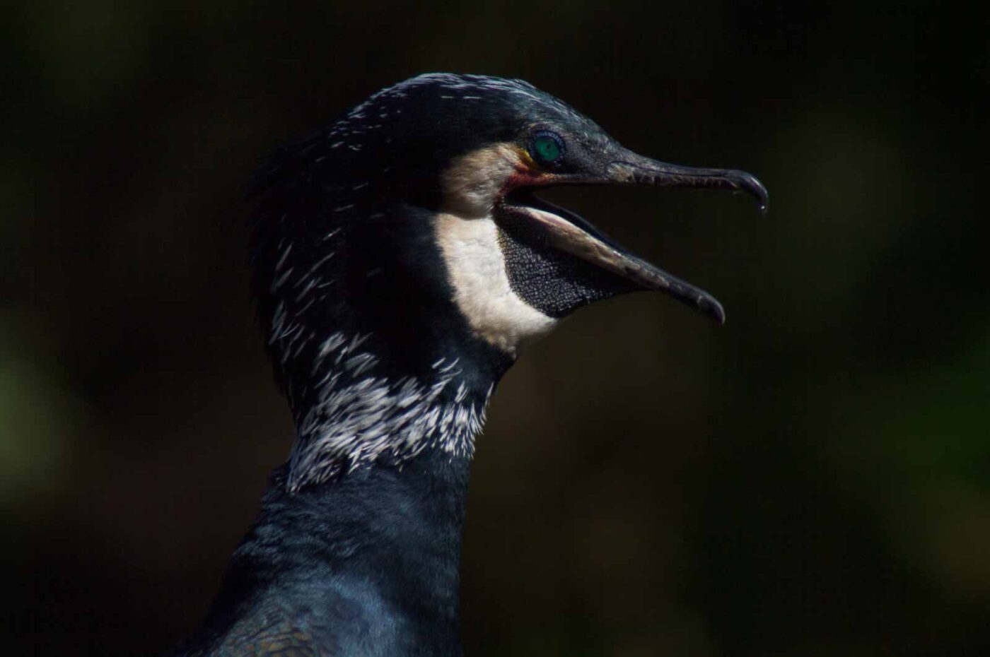 2018-04-19 - Walsrode - Vogelpark