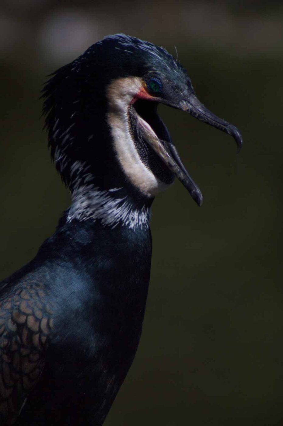 2018-04-19 - Walsrode - Vogelpark