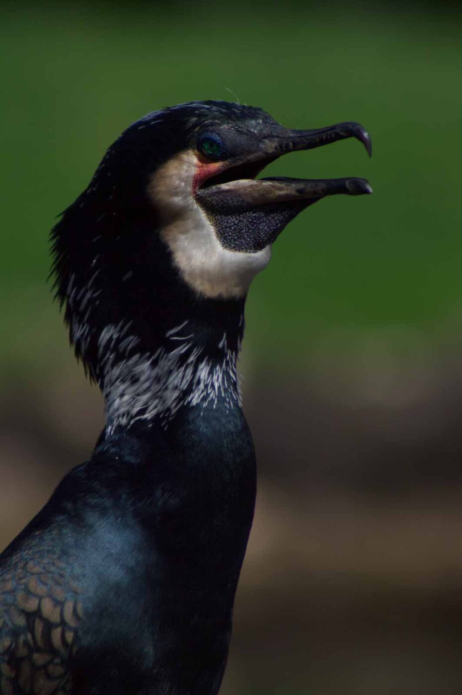 2018-04-19 - Walsrode - Vogelpark