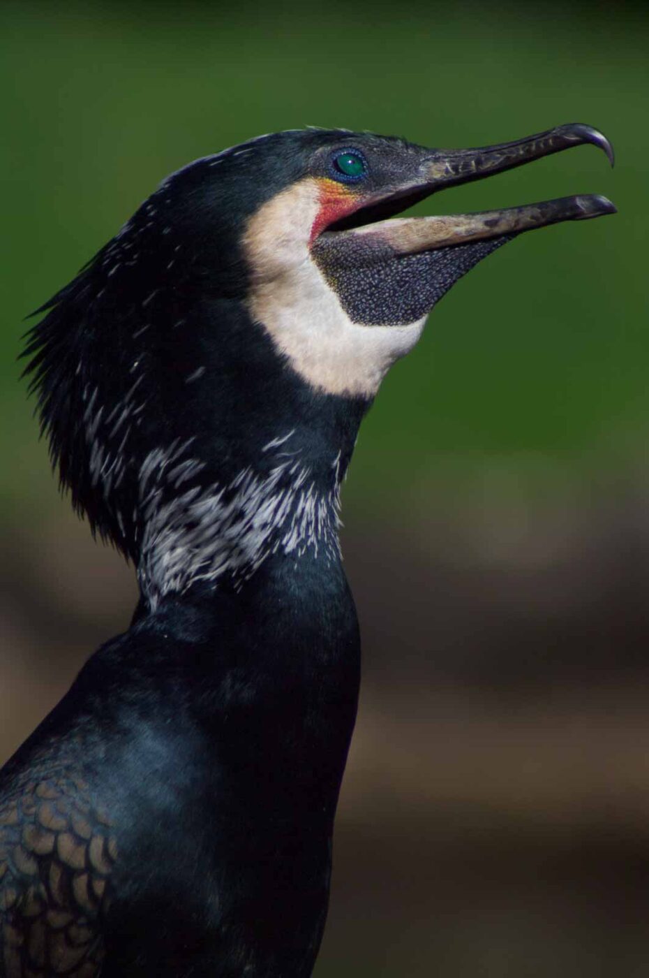 2018-04-19 - Walsrode - Vogelpark