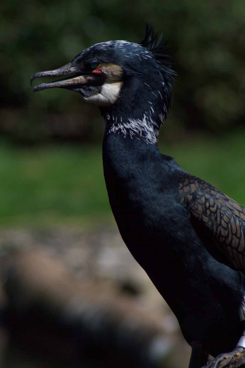 2018-04-19 - Walsrode - Vogelpark