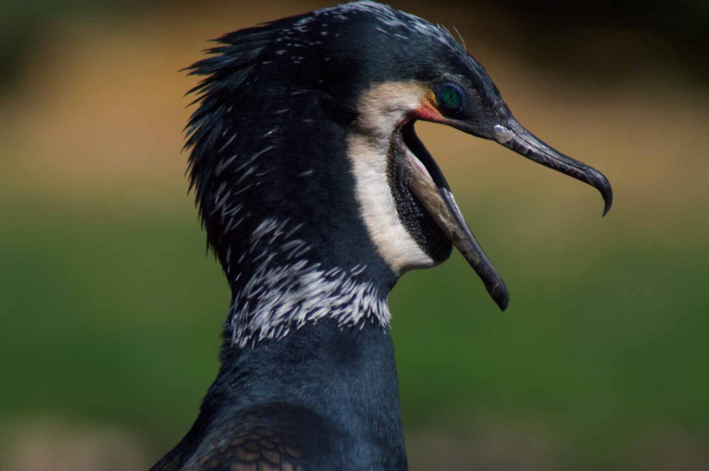2018-04-19 - Walsrode - Vogelpark