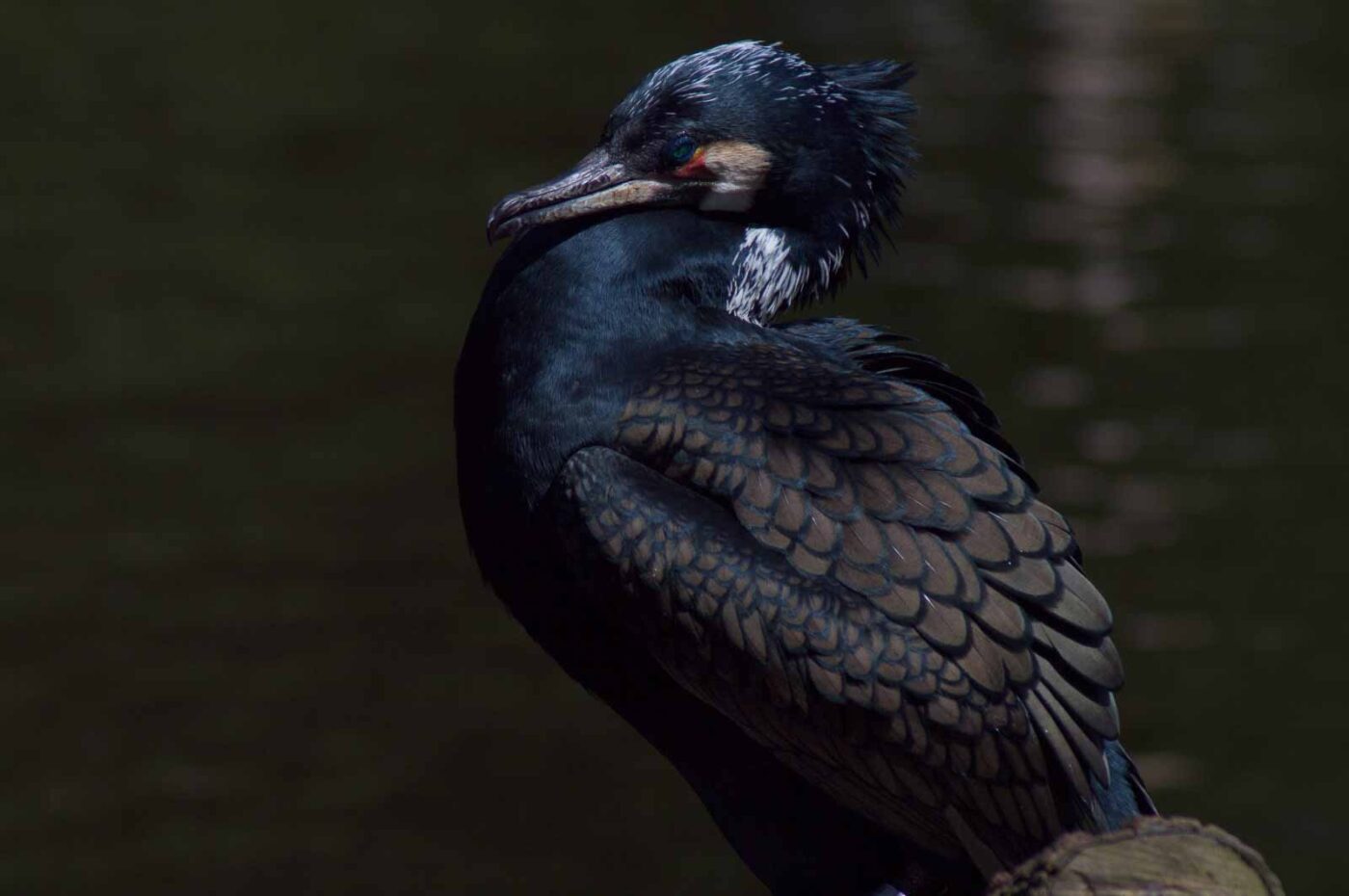2018-04-19 - Walsrode - Vogelpark
