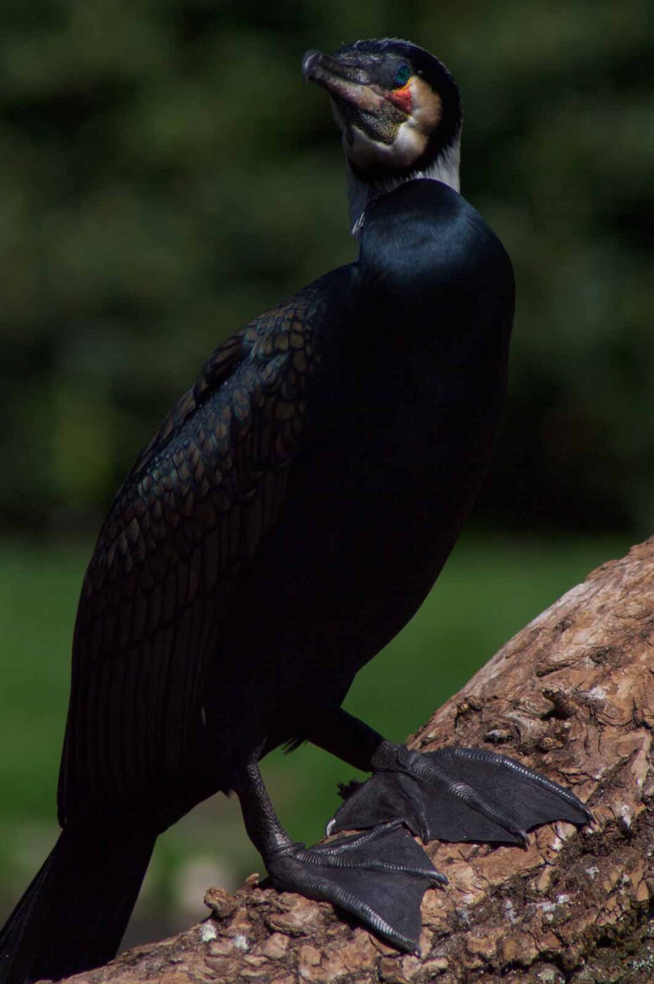 2018-04-19 - Walsrode - Vogelpark