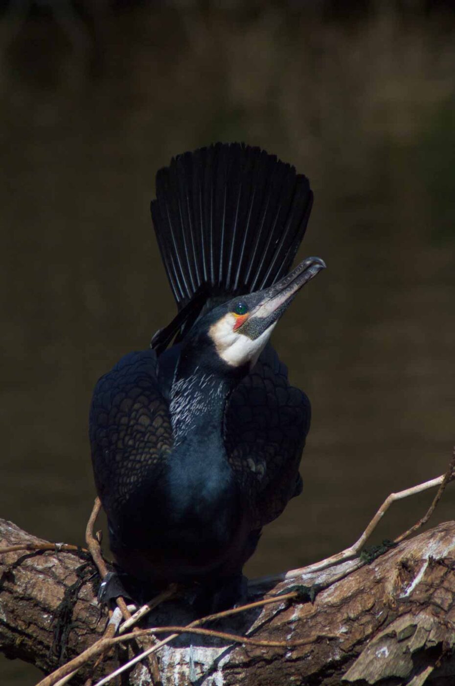 2018-04-19 - Walsrode - Vogelpark
