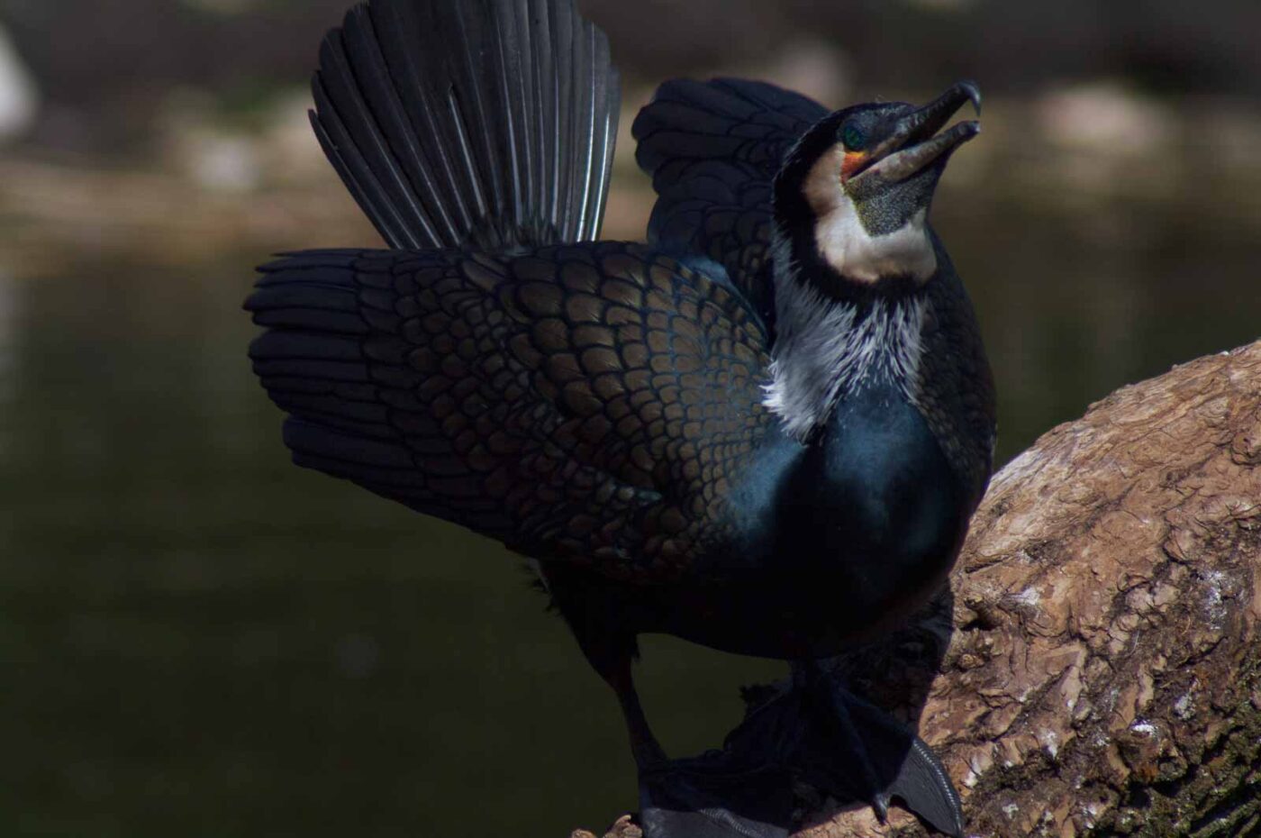 2018-04-19 - Walsrode - Vogelpark