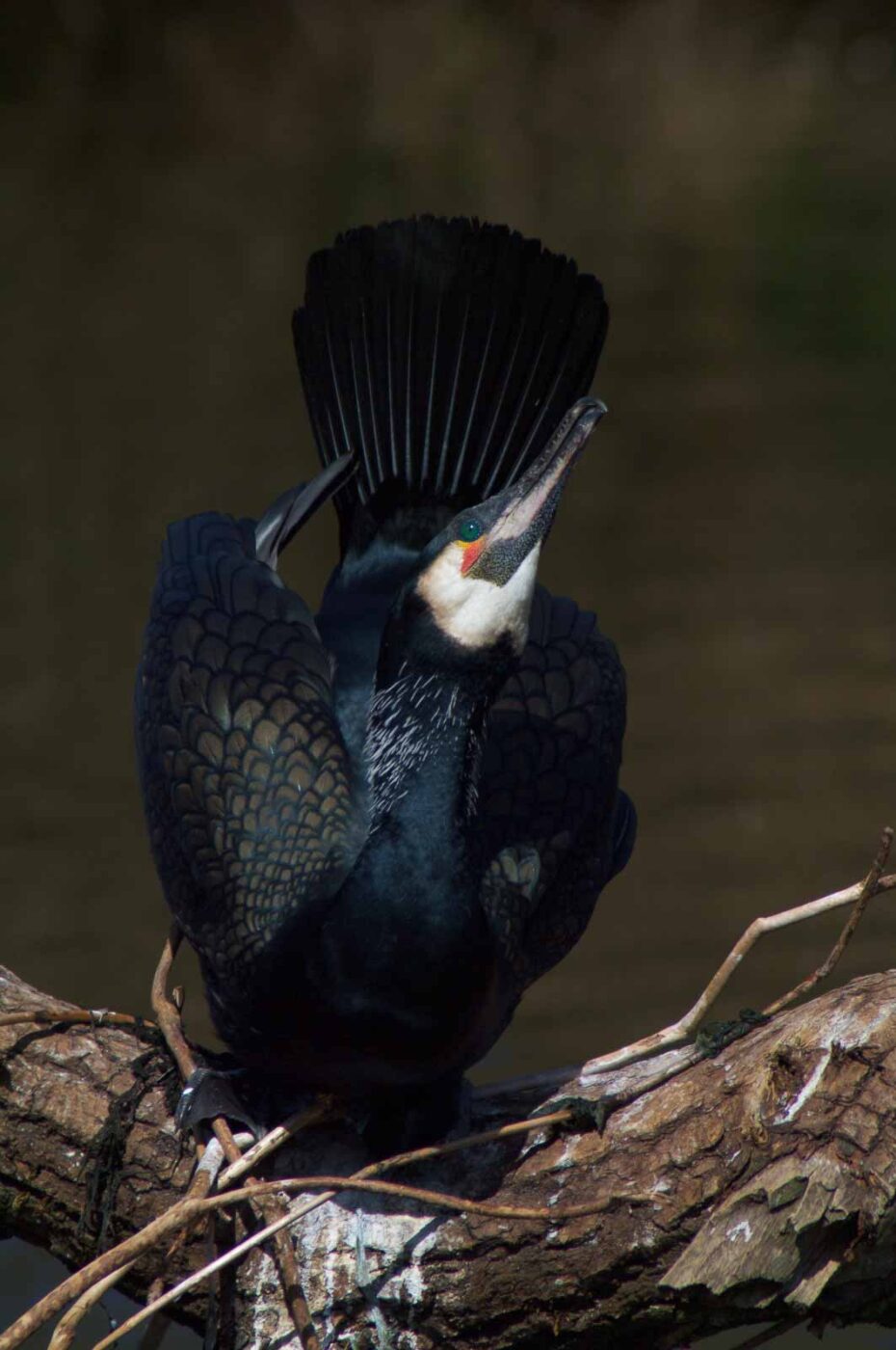 2018-04-19 - Walsrode - Vogelpark