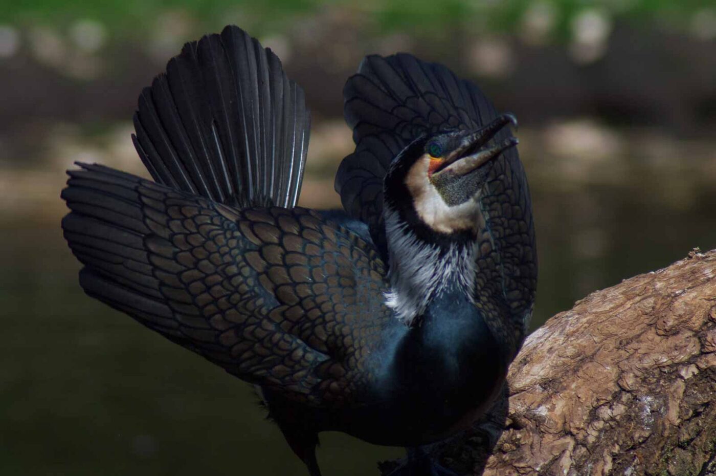 2018-04-19 - Walsrode - Vogelpark