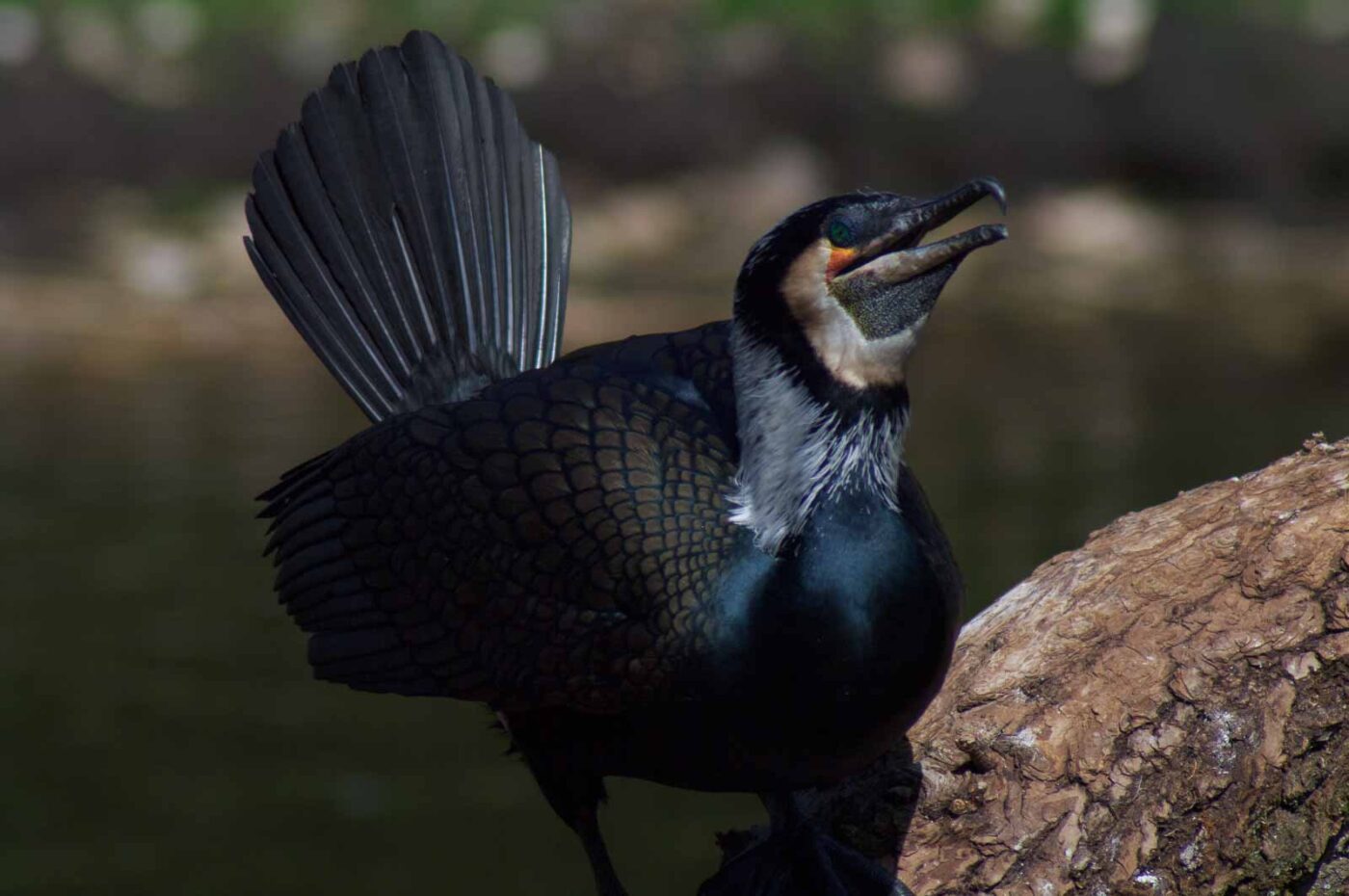 2018-04-19 - Walsrode - Vogelpark