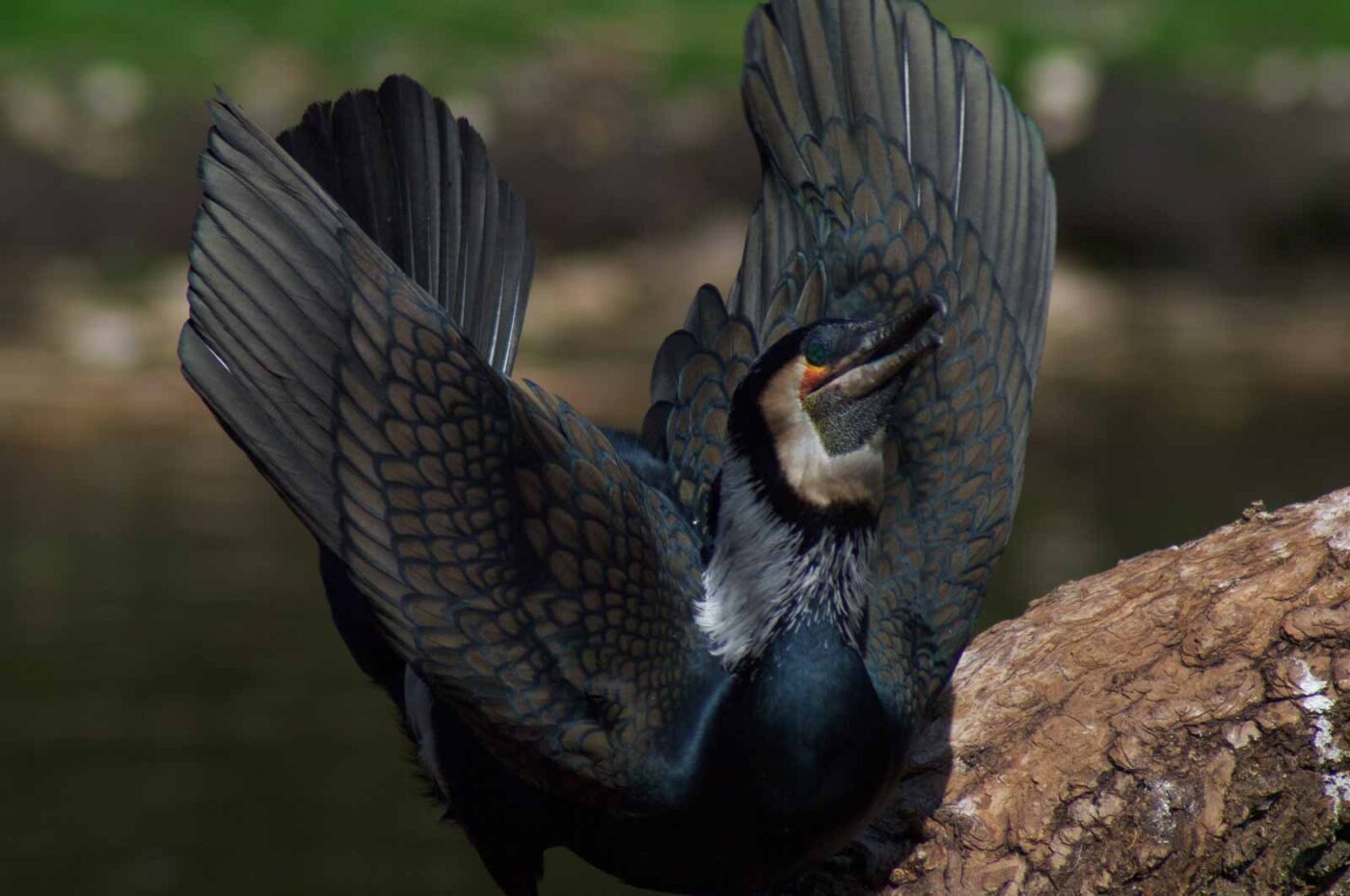 2018-04-19 - Walsrode - Vogelpark