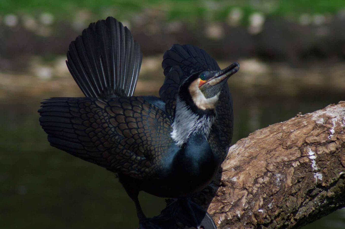 2018-04-19 - Walsrode - Vogelpark