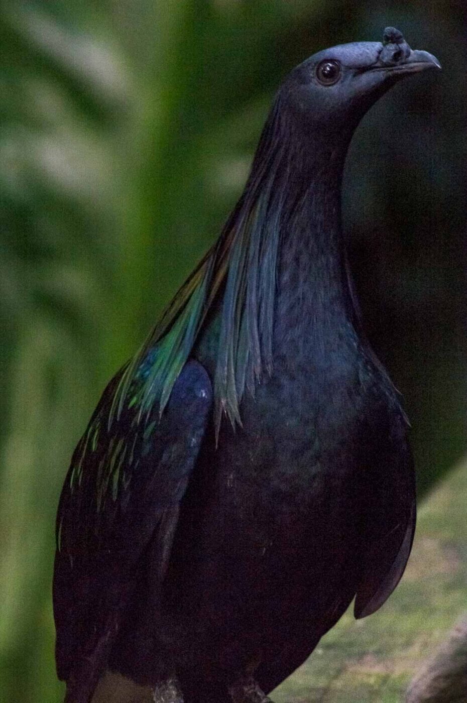 2018-04-19 - Walsrode - Vogelpark