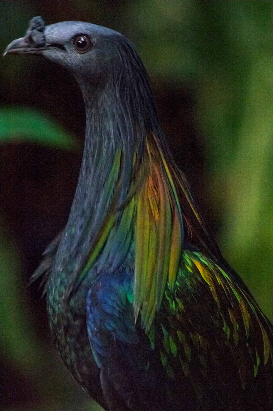 2018-04-19 - Walsrode - Vogelpark