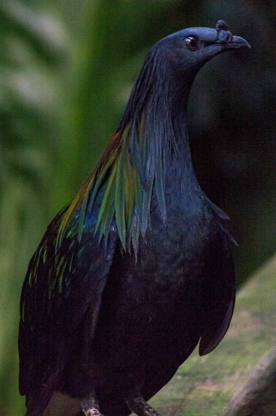 2018-04-19 - Walsrode - Vogelpark