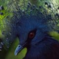 2018-04-19 - Walsrode - Vogelpark