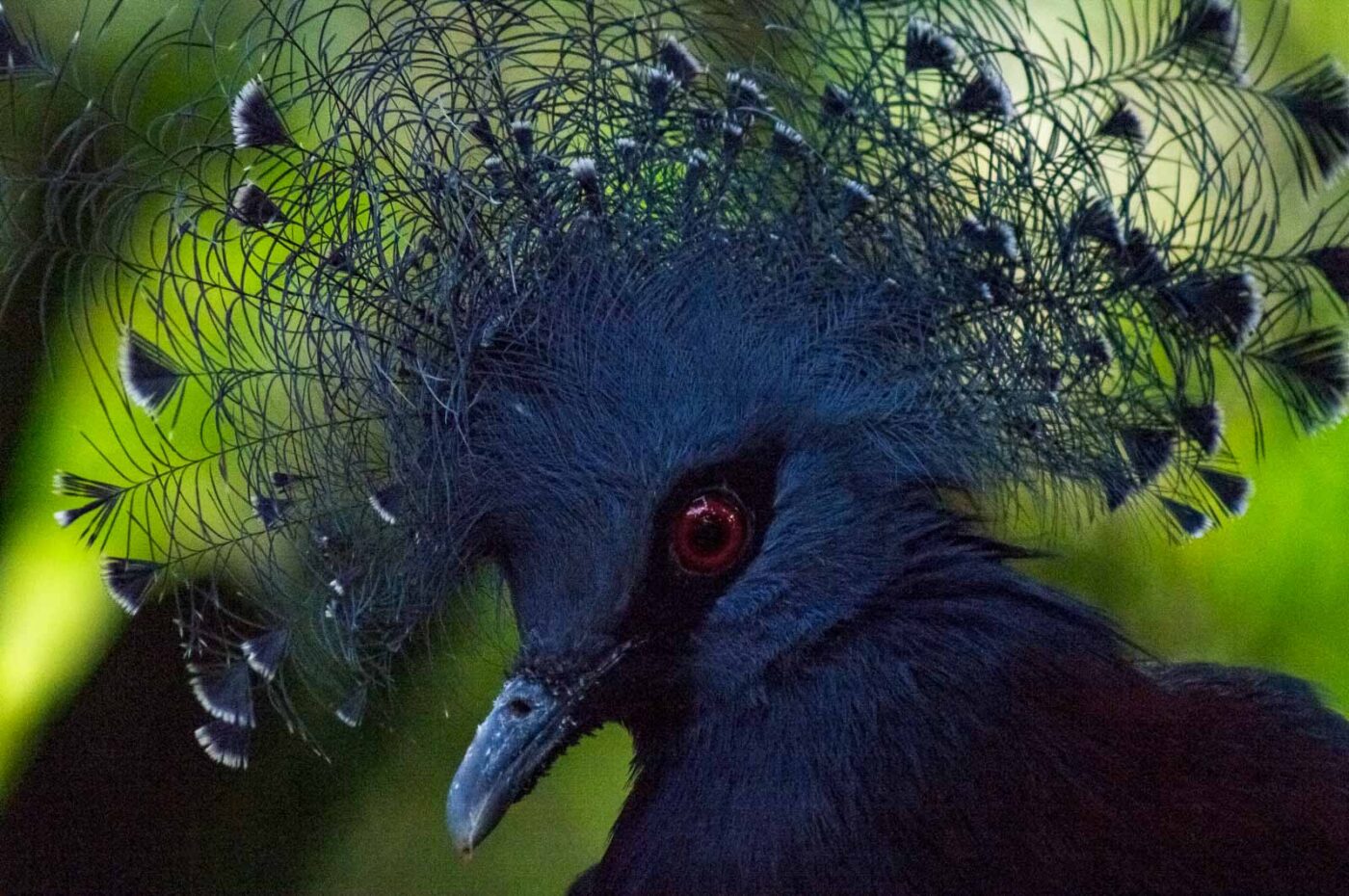 2018-04-19 - Walsrode - Vogelpark