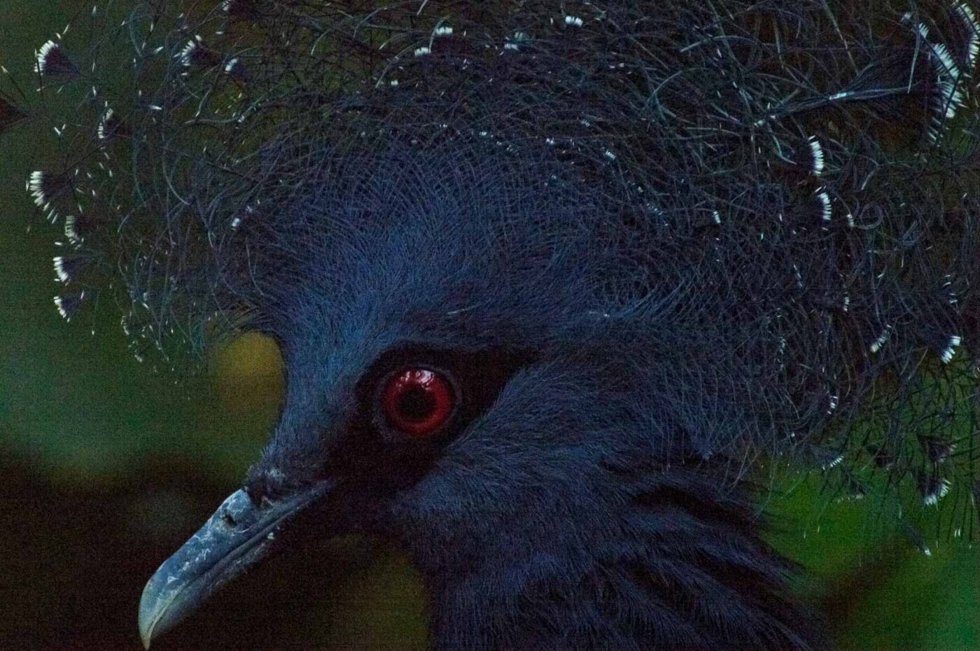 2018-04-19 - Walsrode - Vogelpark