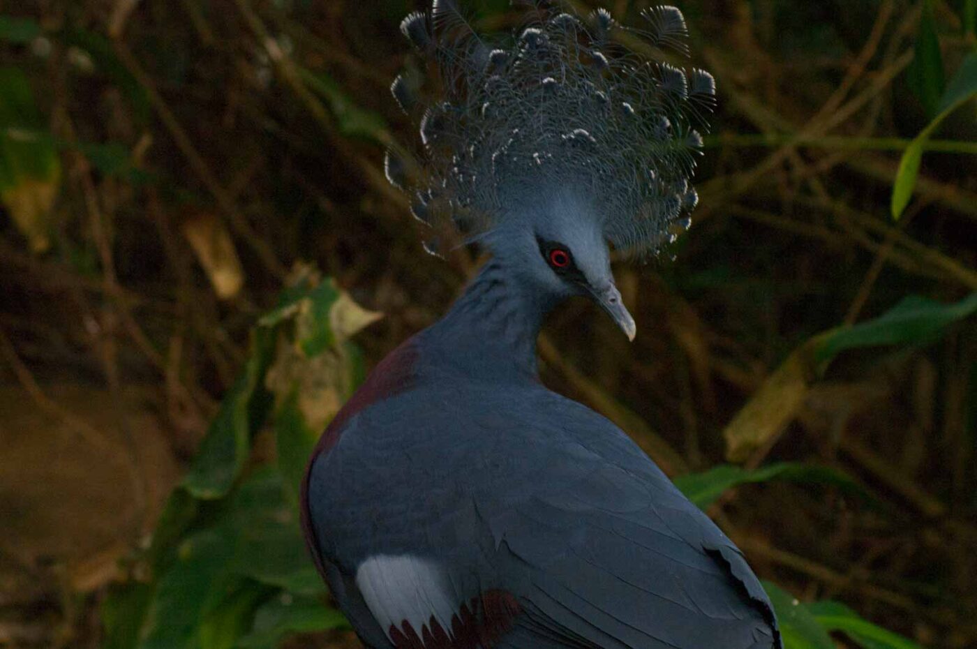 2018-04-19 - Walsrode - Vogelpark