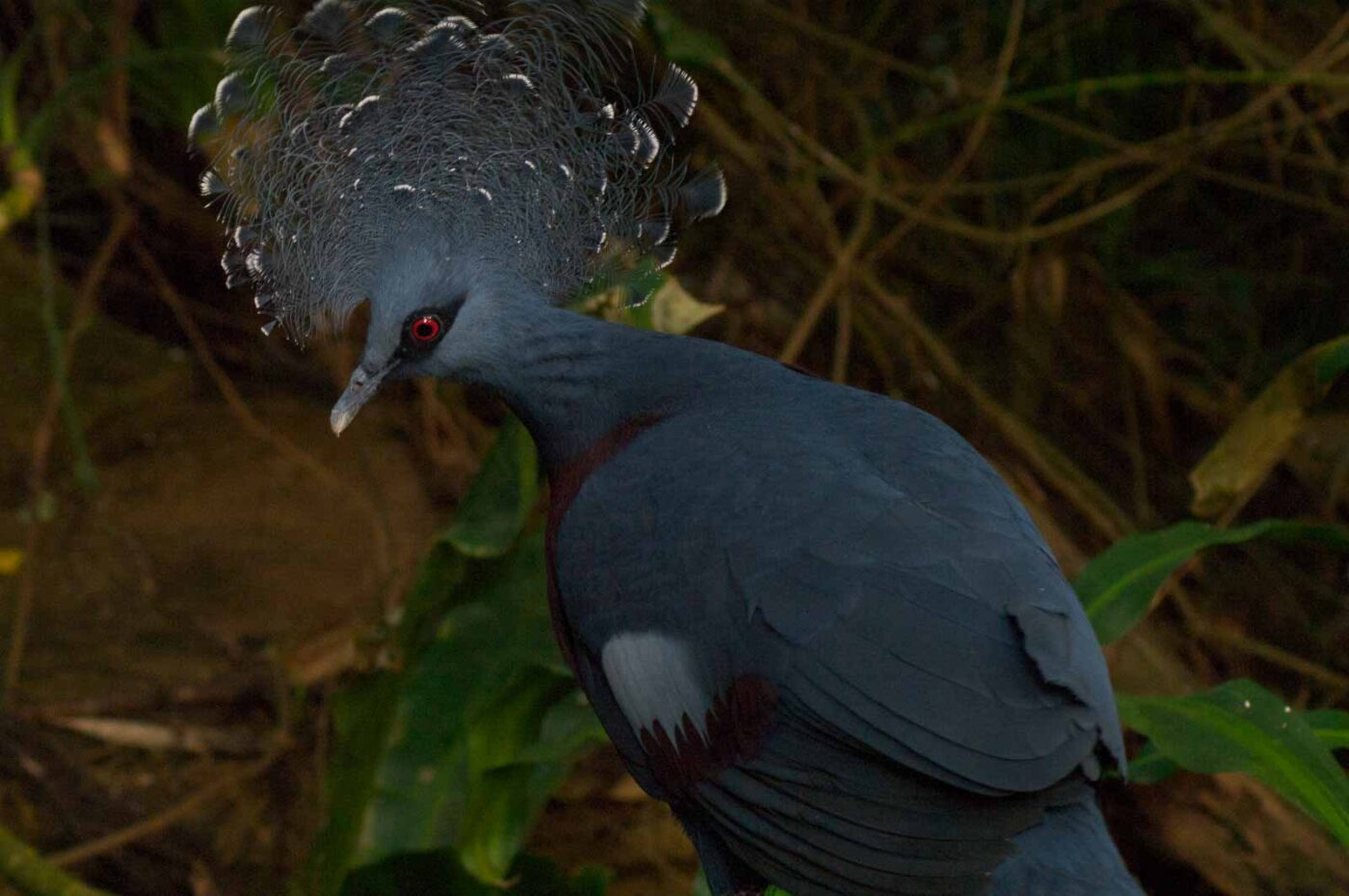 2018-04-19 - Walsrode - Vogelpark