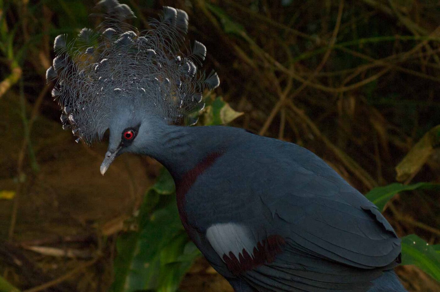 2018-04-19 - Walsrode - Vogelpark