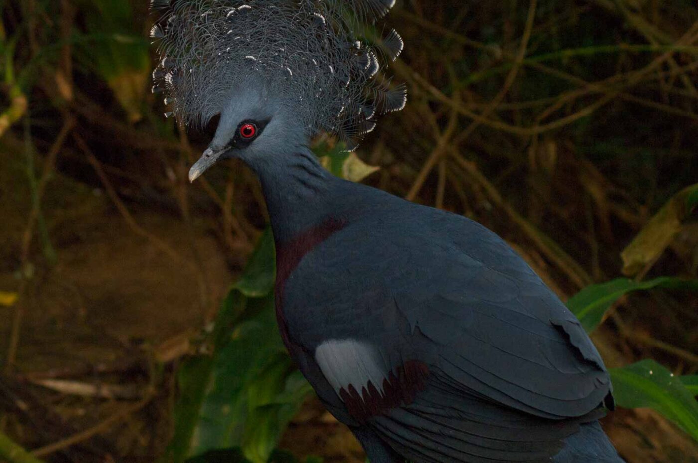 2018-04-19 - Walsrode - Vogelpark