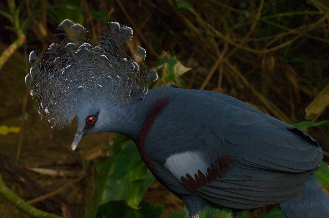 2018-04-19 - Walsrode - Vogelpark