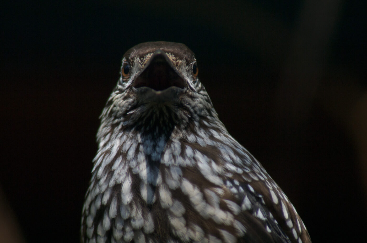 2018-04-19 - Walsrode - Vogelpark