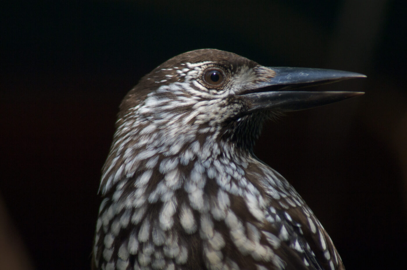 2018-04-19 - Walsrode - Vogelpark