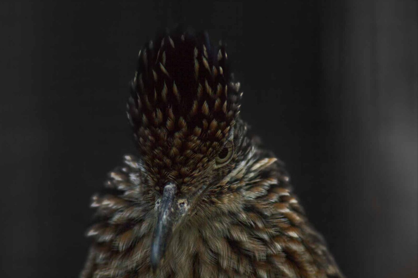 2018-04-19 - Walsrode - Vogelpark