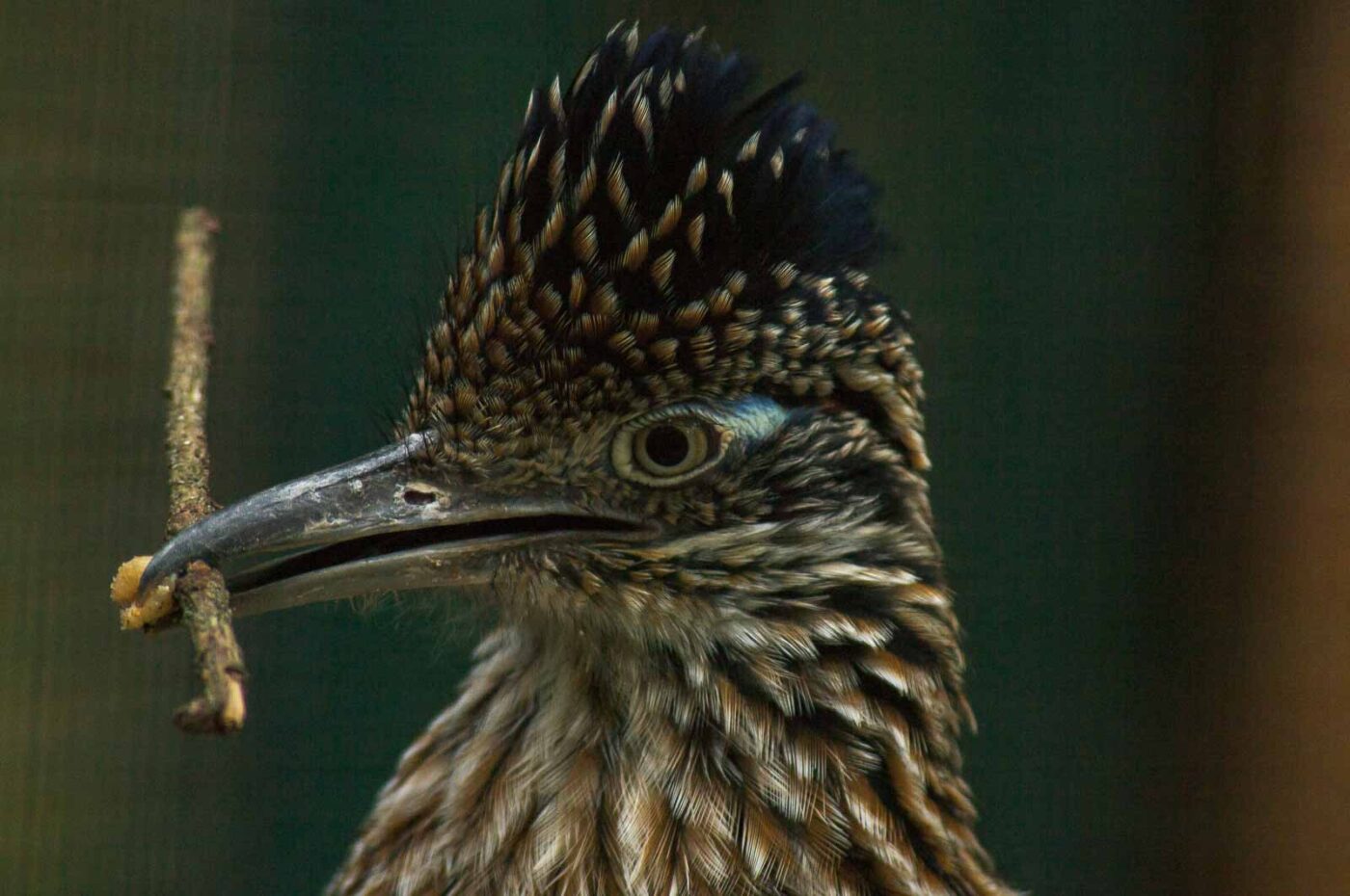 2018-04-19 - Walsrode - Vogelpark