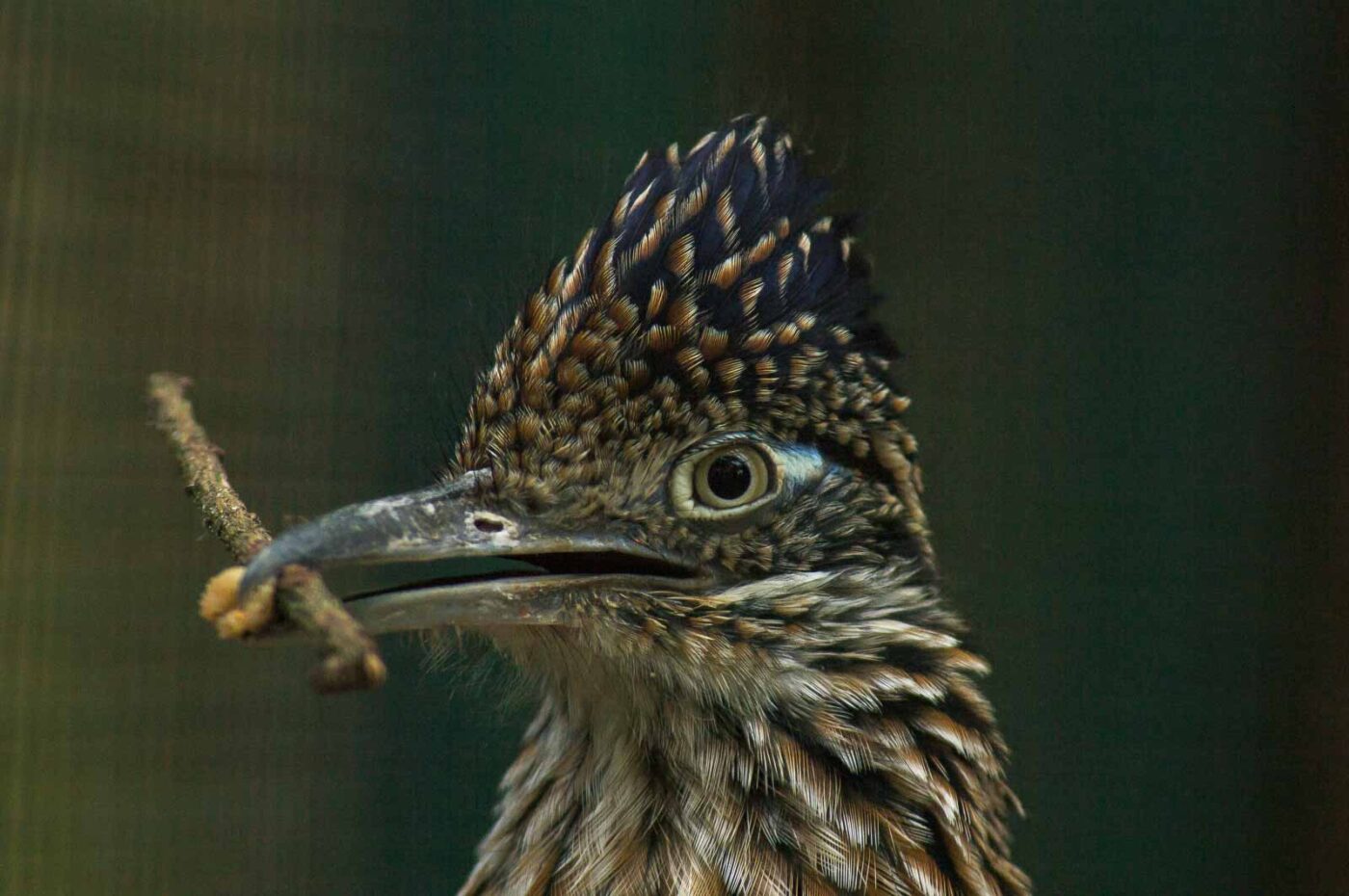 2018-04-19 - Walsrode - Vogelpark